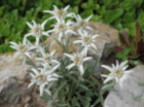 Edelweis, flor de neu