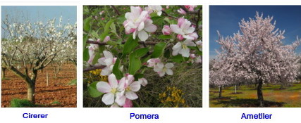 Els arbres amb fruita de pinyol, com l'ametller i el cirerer, primer floreixen i despr�s treuen la fulla. Els de fruita amb grana, com la pomera, primer treuen la fulla i despr� floreixen