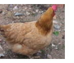 Les gallines ponen ous i el pag�s els posa al cistell