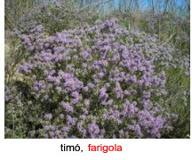 Timó, farigola
