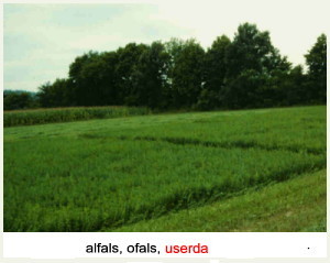 Camp d'alfals 